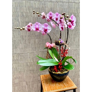 COR25 Mini Phalaenopsis Orchids
